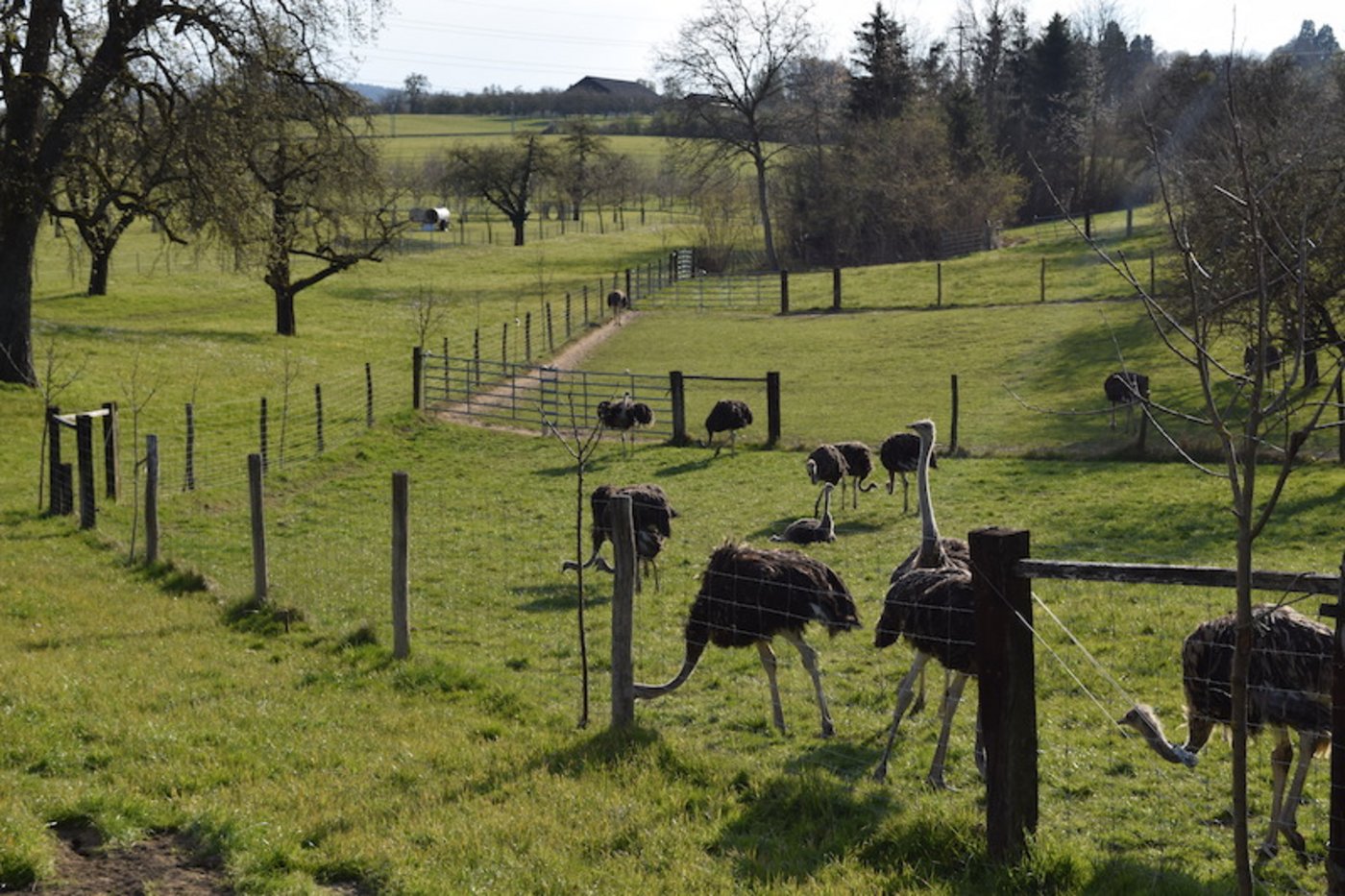 Seit 27 Jahren werden auf der Straussenfarm in Mörschwil Strausse gezüchtet.