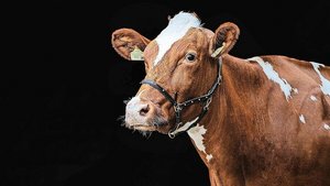 La Forta bedeutet «d La Forta bedeutet «die Starke». Stark musste sie seit ihrer Geburt am 1. Dezember 2017 schon mehrfach sein. Denn sie gehört zu den Totgesagten.