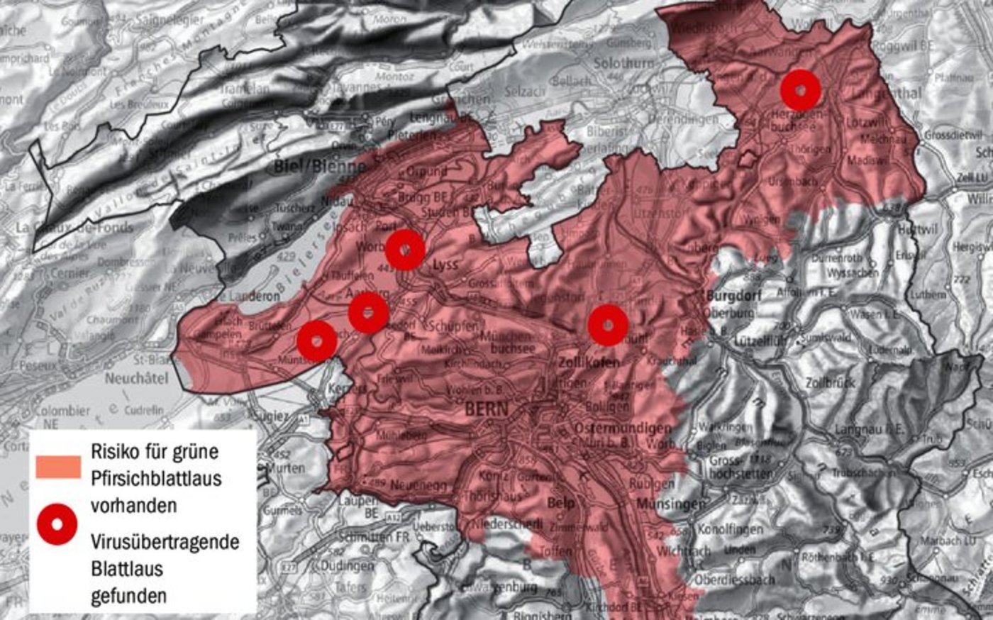 Im ganzen roten Bereich ist das Risiko für die Grüne Pfirsichblattlaus vorhanden. Die roten Kreise markieren die Stellen, wo virusübertragende Blattläuse gefunden wurden.  