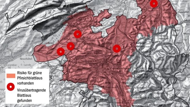 Im ganzen roten Bereich ist das Risiko für die Grüne Pfirsichblattlaus vorhanden. Die roten Kreise markieren die Stellen, wo virusübertragende Blattläuse gefunden wurden. 