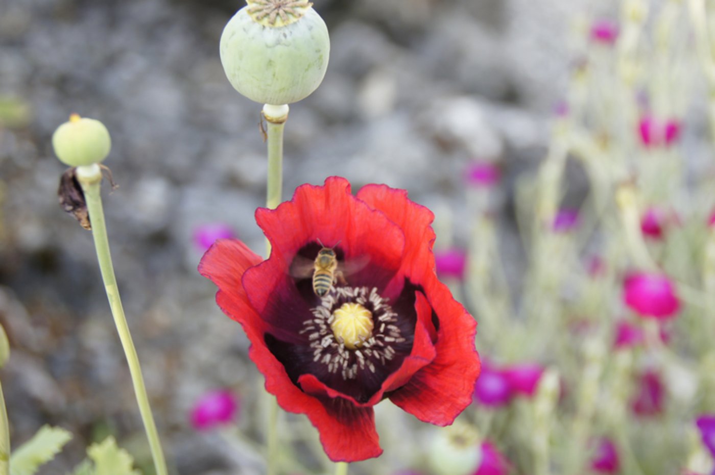Besser für die Bienen als das Verfüttern von Honig: eine Bienenweide ansäen. (Bild lid/mg)