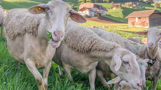 Die Schafe und Ziegen sind ab 2020 einzeln Teil der Tierverkehrsdatenbank (TVD). (Bild David Eppenberger)