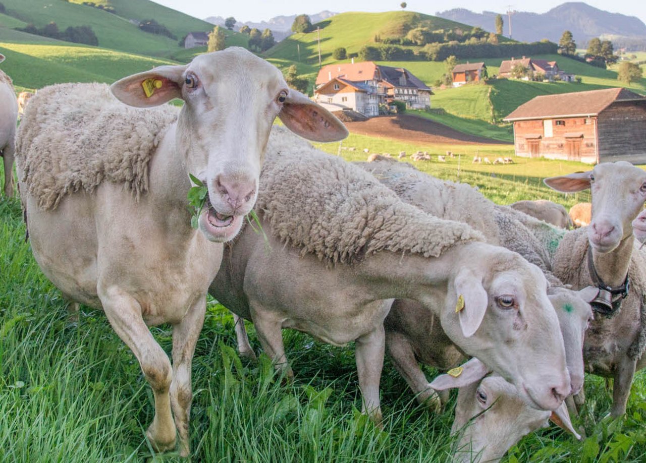 Die Schafe und Ziegen sind ab 2020 einzeln Teil der Tierverkehrsdatenbank (TVD). (Bild David Eppenberger)