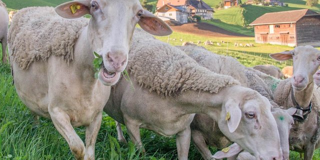 Die Schafe und Ziegen sind ab 2020 einzeln Teil der Tierverkehrsdatenbank (TVD). (Bild David Eppenberger)