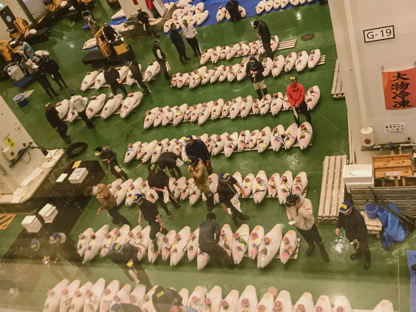 Thunfisch-Auktion am Fischmarkt Toyosu in Tokio, dem grössten Fischmarkt der Welt.