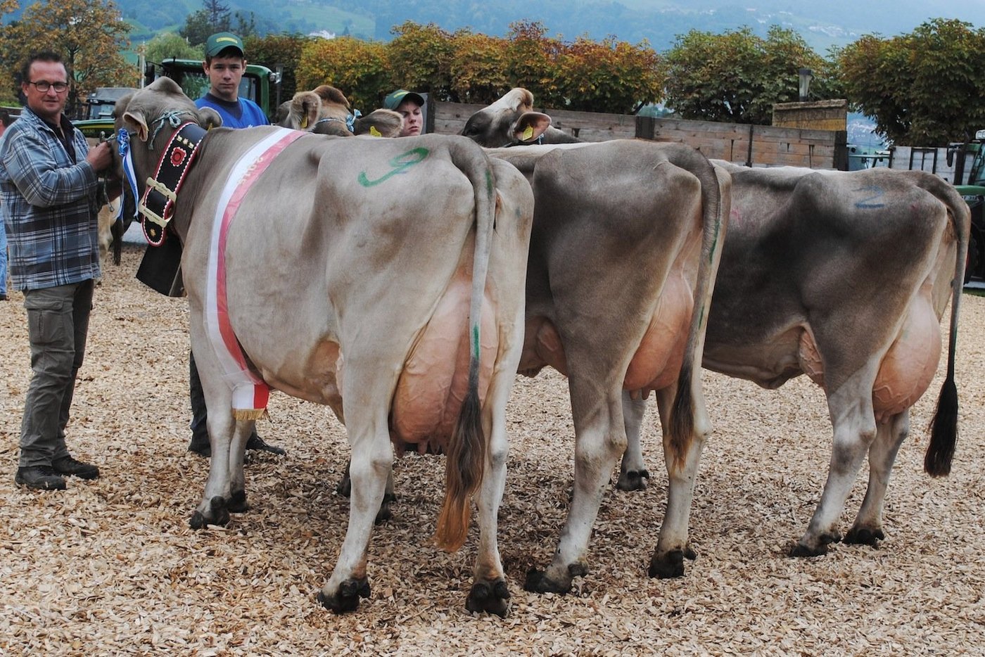Glenn Rama (Miss), Dirk Denise und Vigor Flora (v. l. n. r.) waren die Schönsten Beim Braunvieh.  (Bilder Franz Philipp)