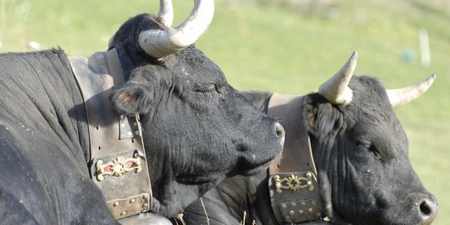 Das Wallis ist berühmt für seine Eringer Kühe und deren Ringkämpfe. Allerdings ist der Bestand der Tiere im Sinken begriffen. (Bild BauZ)