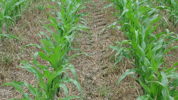 Mais wird häufig mit Direktsaat angebaut. Damit das Gras vor dem Auflaufen vernichtet wird, ist Glyphosat erforderlich.
