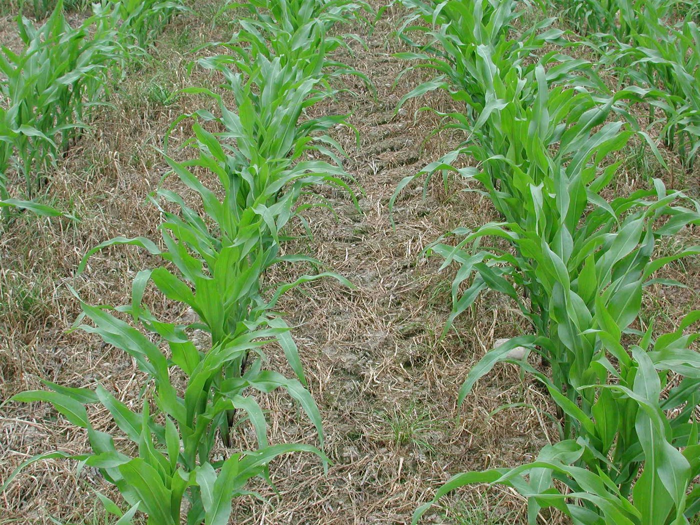 Mais wird häufig mit Direktsaat angebaut. Damit das Gras vor dem Auflaufen vernichtet wird, ist Glyphosat erforderlich.