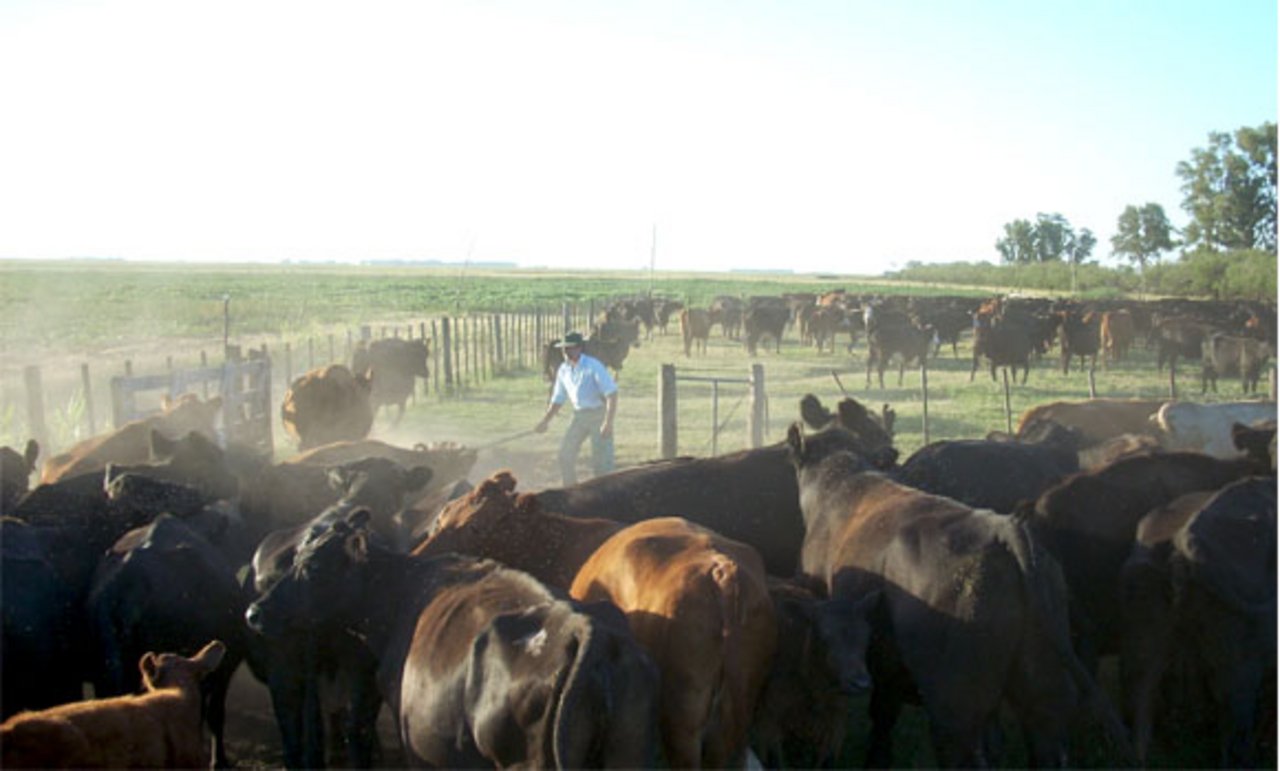 Rindfleisch in Argentinien hat sich seit Anfang dieses Jahres im Mittel um insgesamt 54% verteuert. (Bild: Alister.flint)