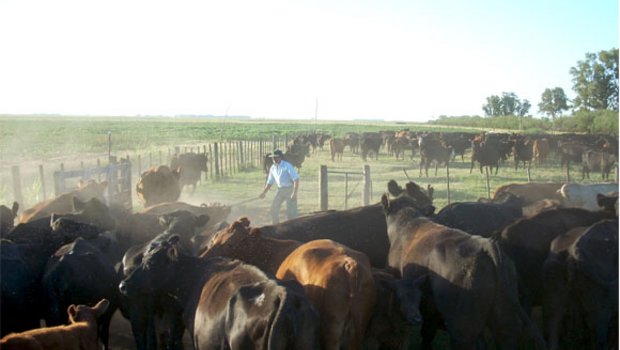 Rindfleisch in Argentinien hat sich seit Anfang dieses Jahres im Mittel um insgesamt 54% verteuert. (Bild: Alister.flint)