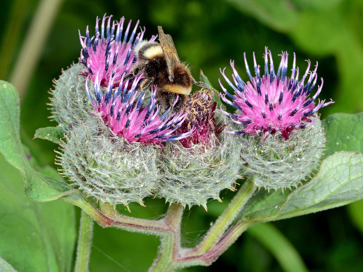 Insekten brauchen Lebensräume, in denen sie auch für sie geeignete Futterpflanzen finden. Denn nicht jedes Insekt kann sich von jeder Blume ernähren. (Bild zVg / Armin Heitzer) 