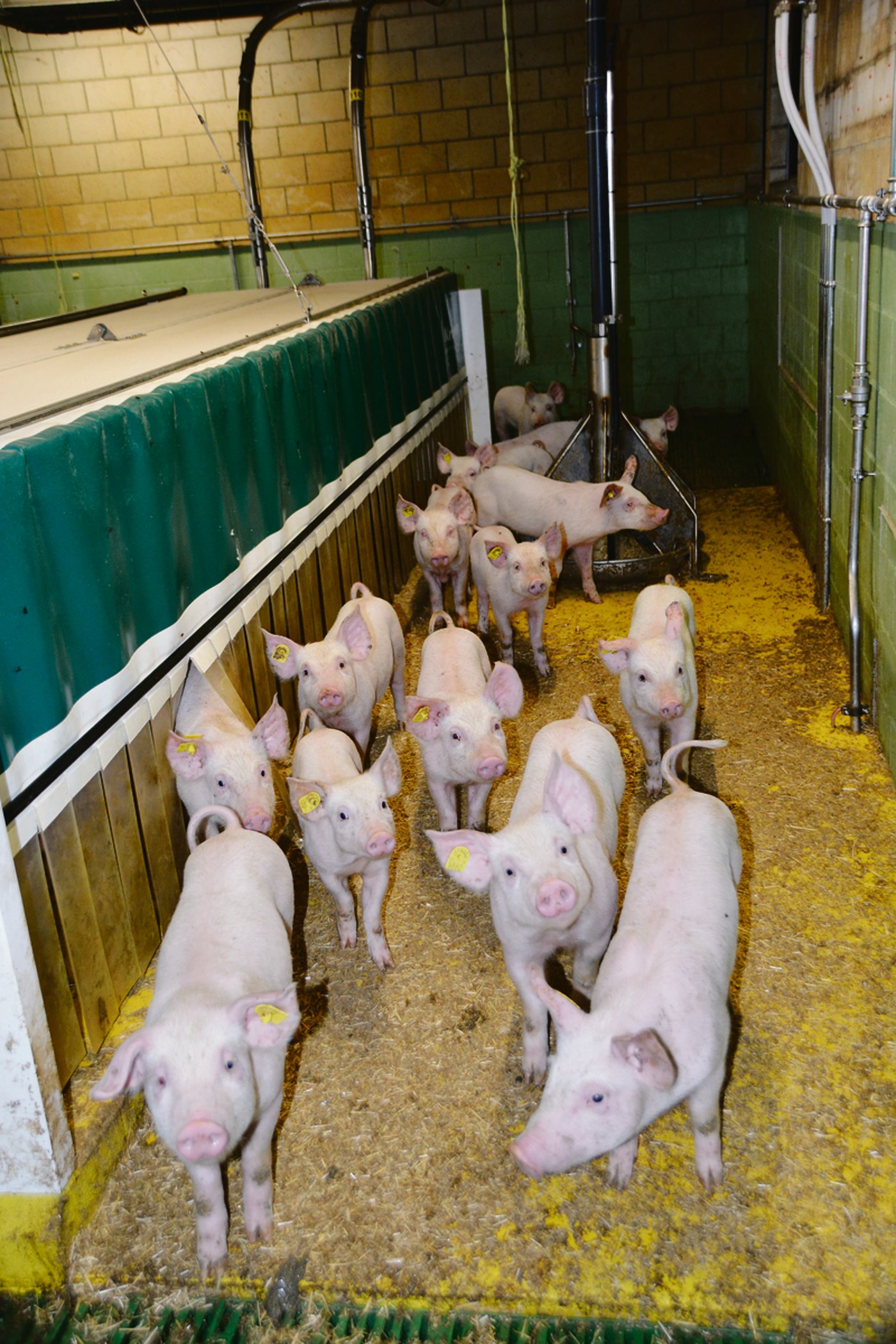 Blick in den Jagerstall in den bestehenden Gemäuern des unteren Stockes.