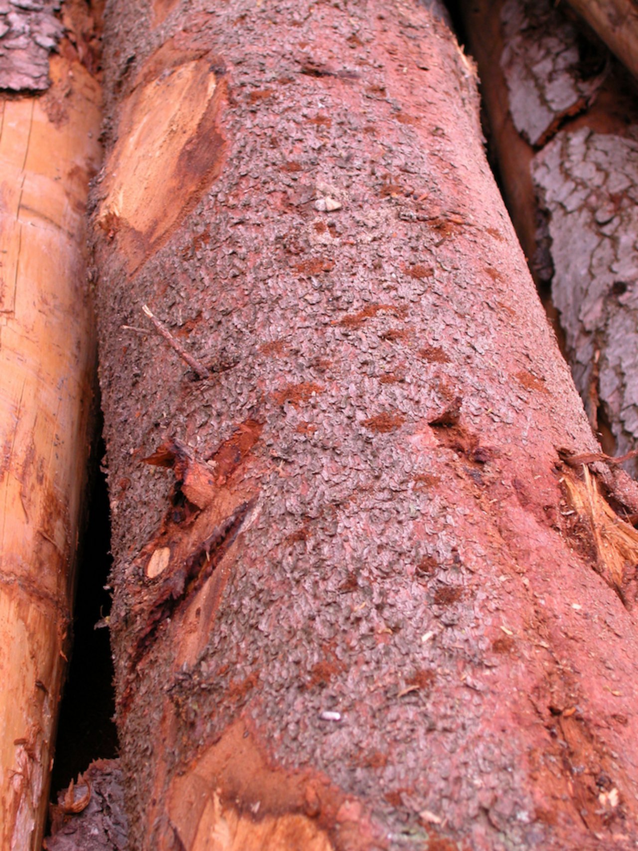An einem gefällten Baumstamm sieht man die Schäden des Borkenkäfers. (Bild BauZ)