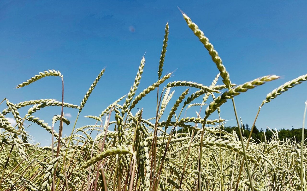 Für pestizidfreien Urdinkel werden den Produzenten für die nächstjährige Ernte noch 86.– Fr./dt offeriert.