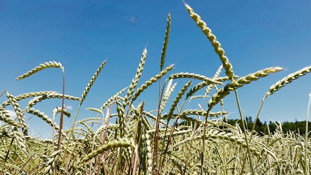 Für pestizidfreien Urdinkel werden den Produzenten für die nächstjährige Ernte noch 86.– Fr./dt offeriert.