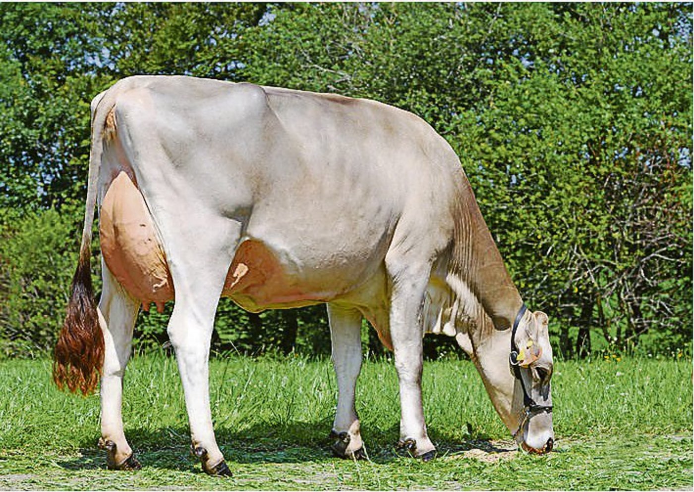 Fact Fantasie von Alois Gisler, Rüeterswil SG. Fact ist neu die Nummer eins nach Gesamtzuchtwert.