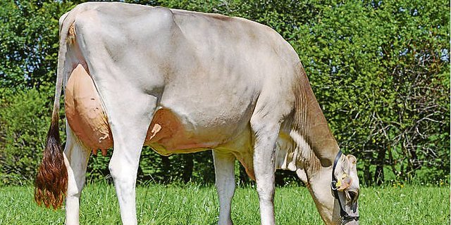 Fact Fantasie von Alois Gisler, Rüeterswil SG. Fact ist neu die Nummer eins nach Gesamtzuchtwert.