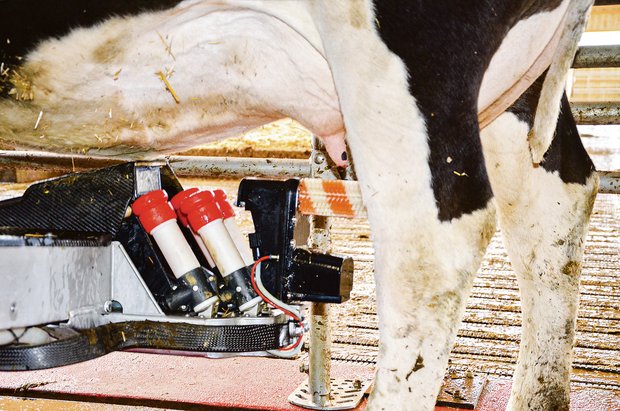 Die Technik der Melkroboter ist heute so weit fortgeschritten, dass fast jede Kuh damit gemolken werden kann.(Bild BauZ)