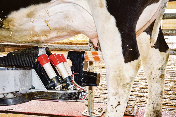 Melkroboter: Nicht nur für grosse Betriebe sind automatische Melksysteme geeignet Die Technik der Melkroboter ist heute so weit fortgeschritten, dass fast jede Kuh damit gemolken werden kann.(Bild BauZ)