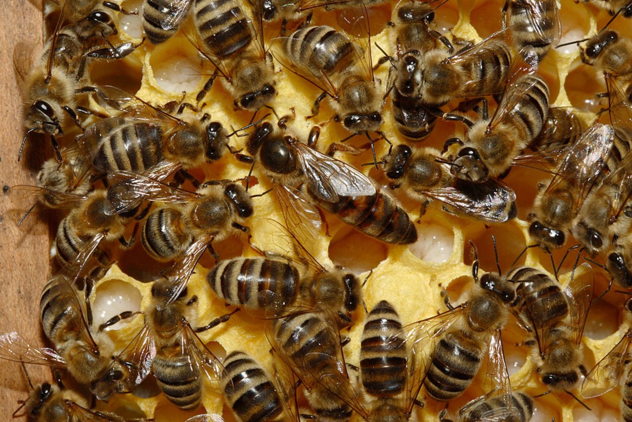 Typisch für die Kärntner Biene sind braune Ringe am Hinterleib, das Zuchtziel ist aber dunkel. (Bild Wikipedia)