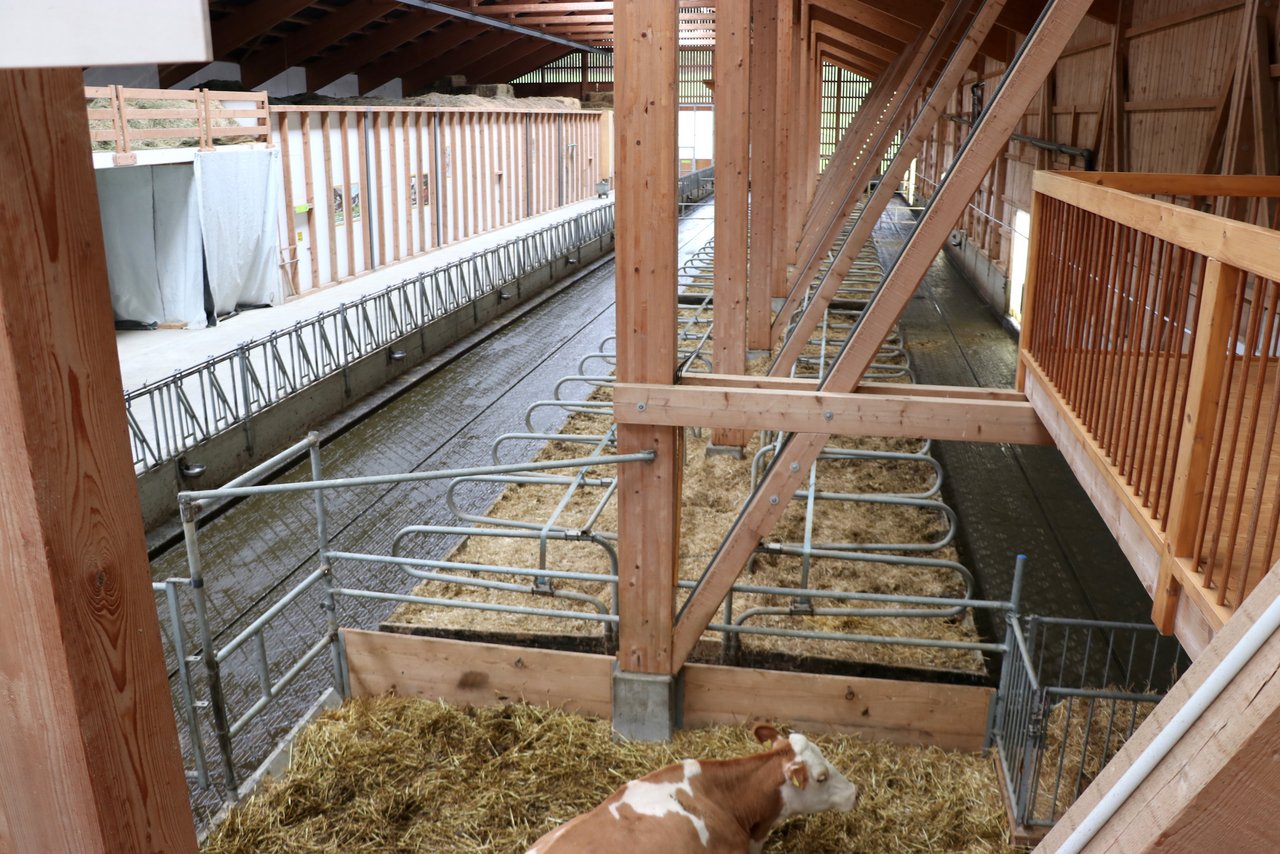 Aktuell produzieren 70 Kühe in Vollweidehaltung ohne Kraftfutter wirtschaftlich Milch.