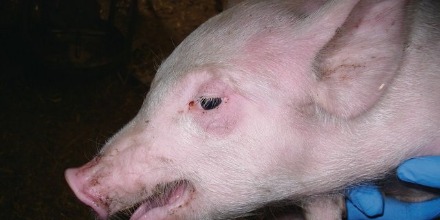 Ein Ferkel mit Atemnot (Lufthunger) infolge Bordetellenpneumonie. Die Luftfeuchtigkeit des Betriebs lag bei 34 %. (Bild A. Estermann, SGD)