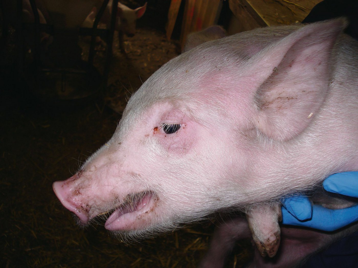Ein Ferkel mit Atemnot (Lufthunger) infolge Bordetellenpneumonie. Die Luftfeuchtigkeit des Betriebs lag bei 34 %. (Bild A. Estermann, SGD)
