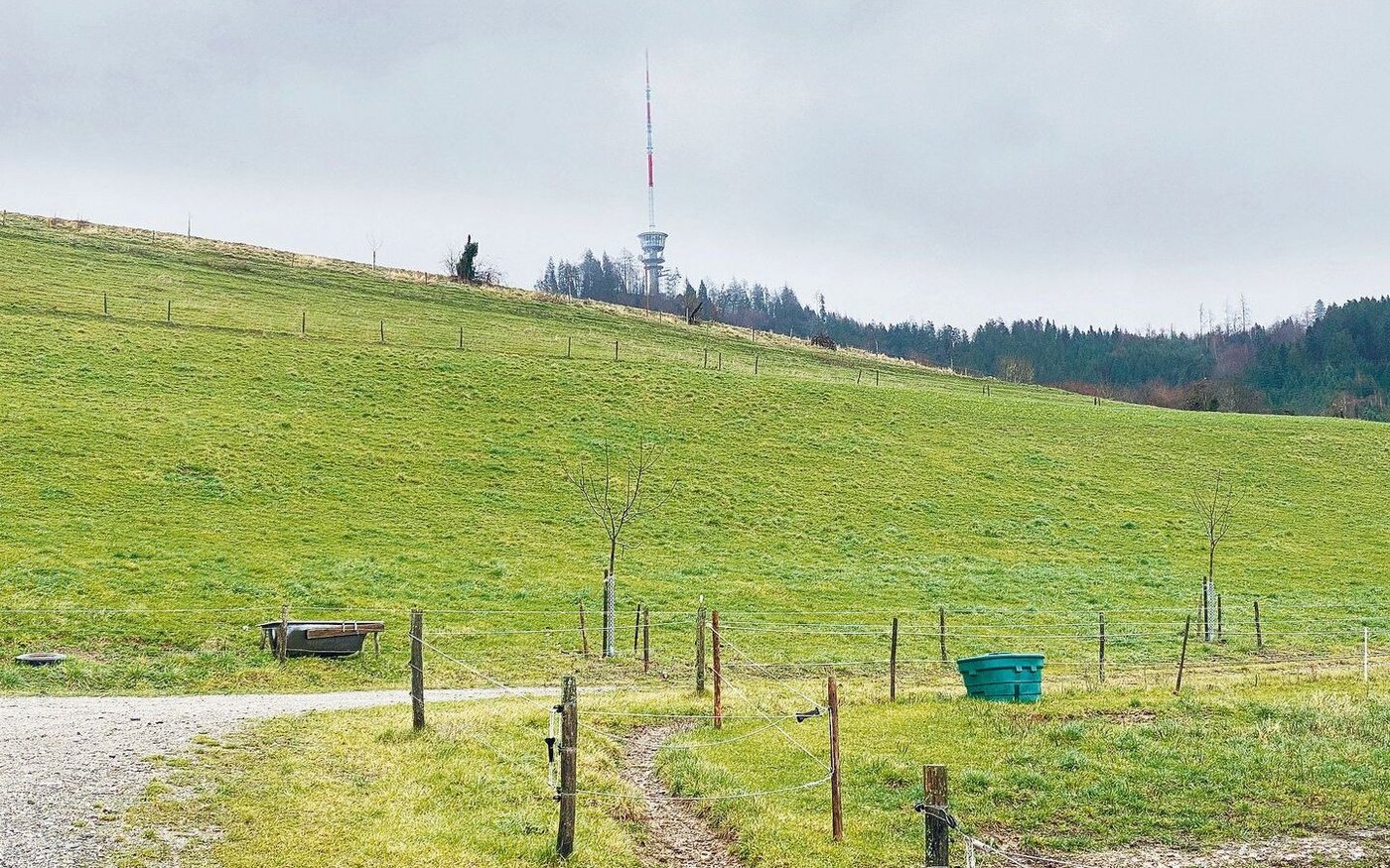 Auf den steilen Weiden setzt Beat Bergmann eine möglichst vielfältige Mischung aus Gras, Kräutern und Klee ein. 