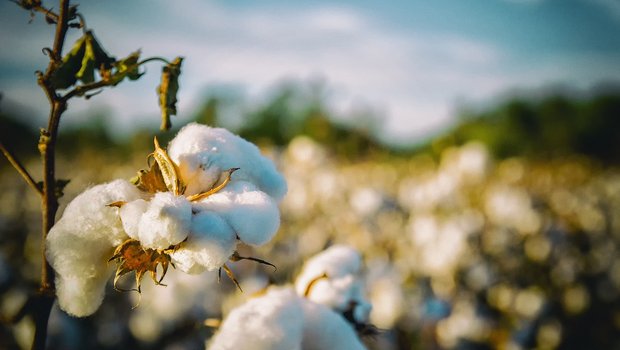 Das Herbizid Dicamba kommt bei Baumwolle zum Einsatz: Hier ein Feld im US-Bundesstaat Alabama. (Bild Pixabay)