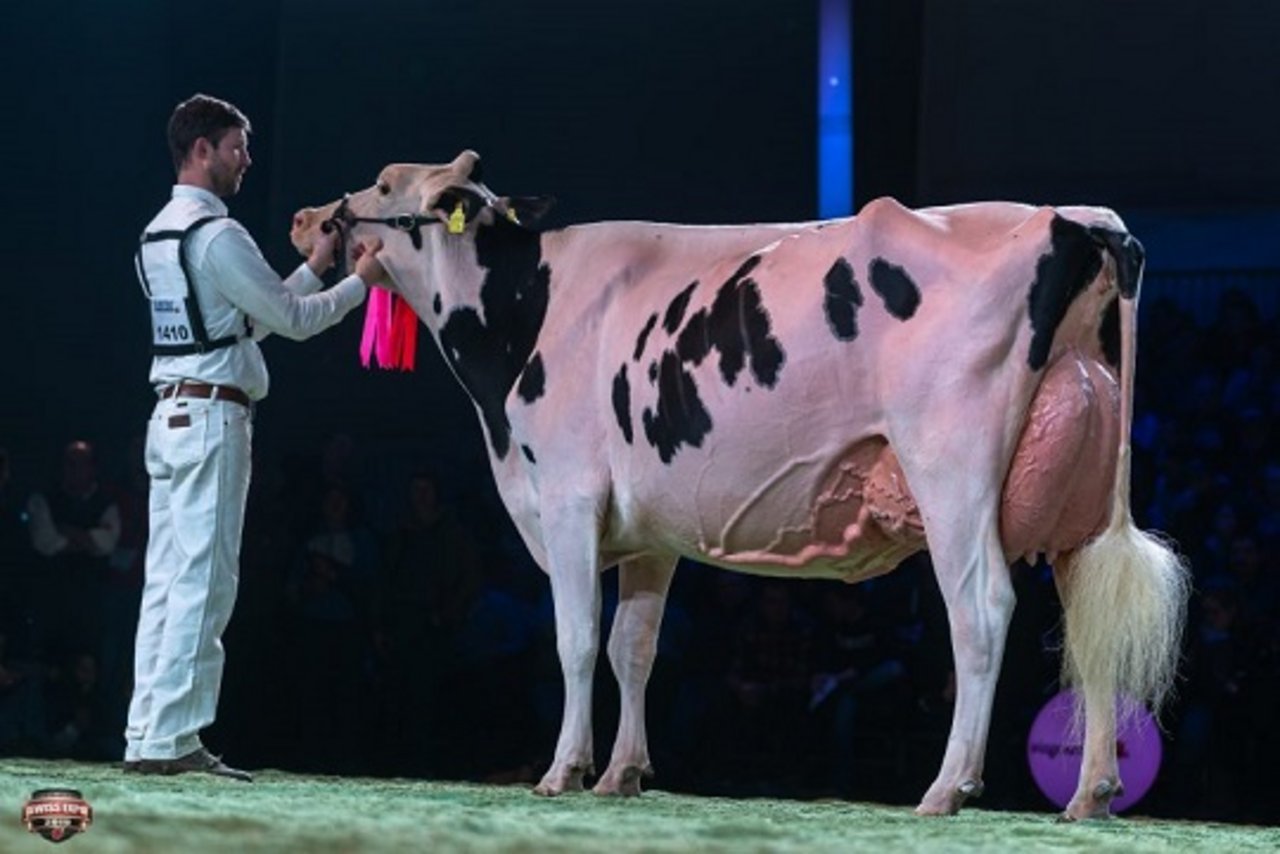 Die Holsteinsiegerin an der Swiss Expo: Sunibelle Dempsey Espirit. (Bild The Bullvine)