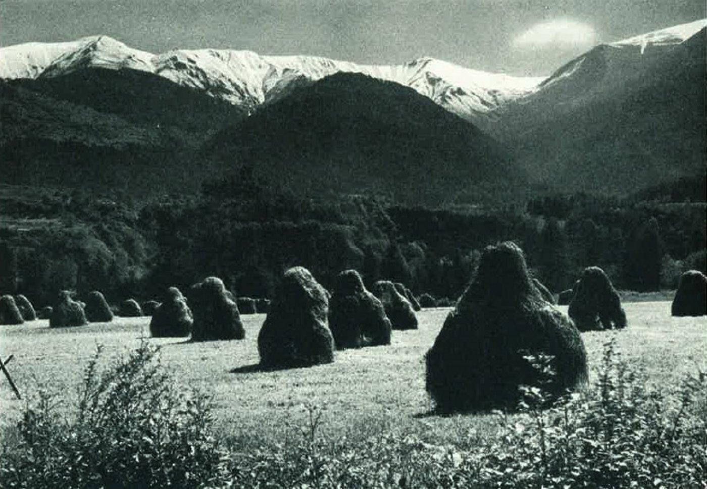 Die grossen Heuheinzen werden bei der Ernte auf dem Feld aufgestockt. (Bild A. Steiner)