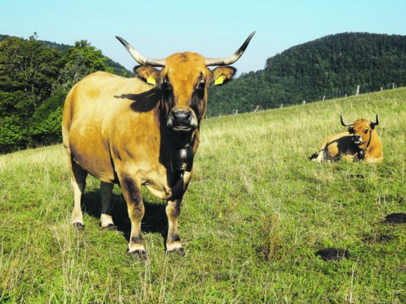 Die Rasse Aubrac kommt ursprünglich aus Frankreich. Ihr Markenzeichen sind die schon geschwungenen Hörner. (Bild zVg)