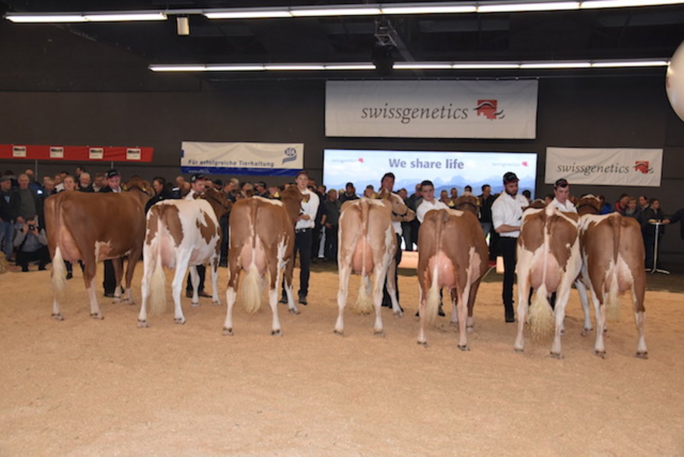 Eine starke Gruppe des SF-Stieres Hardy P.