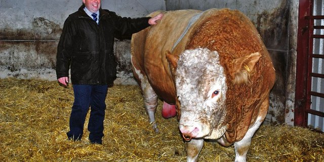 Ian Corskie hat keine Berühungsängste. Seinem Zuchtbullen, auch wenn dieser 1600 Kilogramm auf die Waage bringen, nähert er sich sicher und ruhig. (Bilder: Julia Schwery)