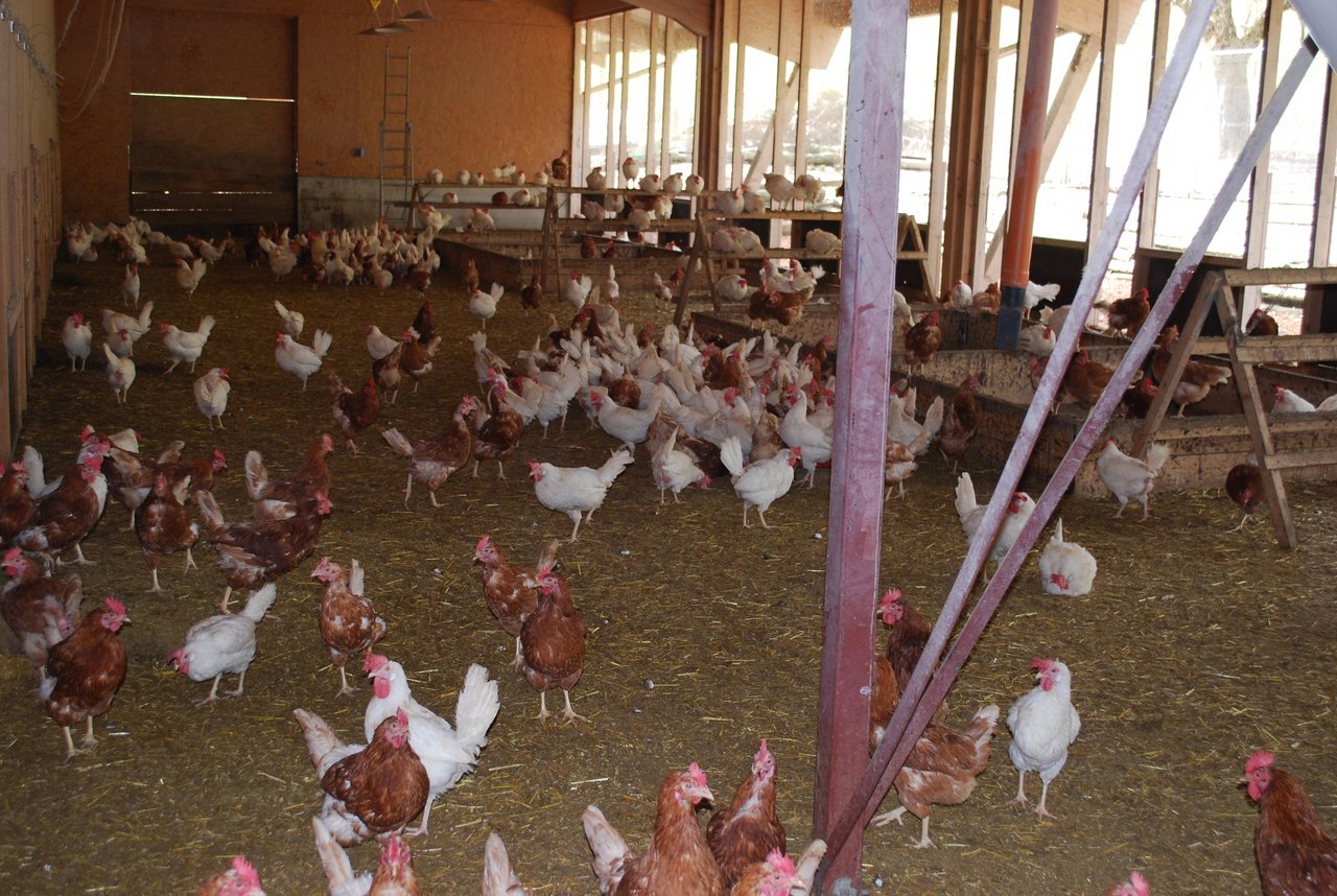 Strenge Vorschriften herrschen auch im Hühnerstall. (Bilder Peter Fankhauser)