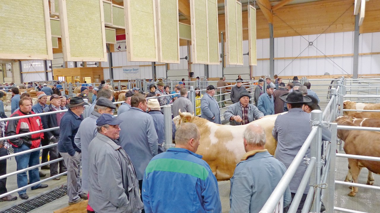 Die guten Schlachtviehpreise haben den Rückgang des Rindviehbestandes gebremst. Auf überwachten Märkten wurden im Jahr 2020 die Wochenpreise der Kühe übersteigert.(Bild Daniela Joder)