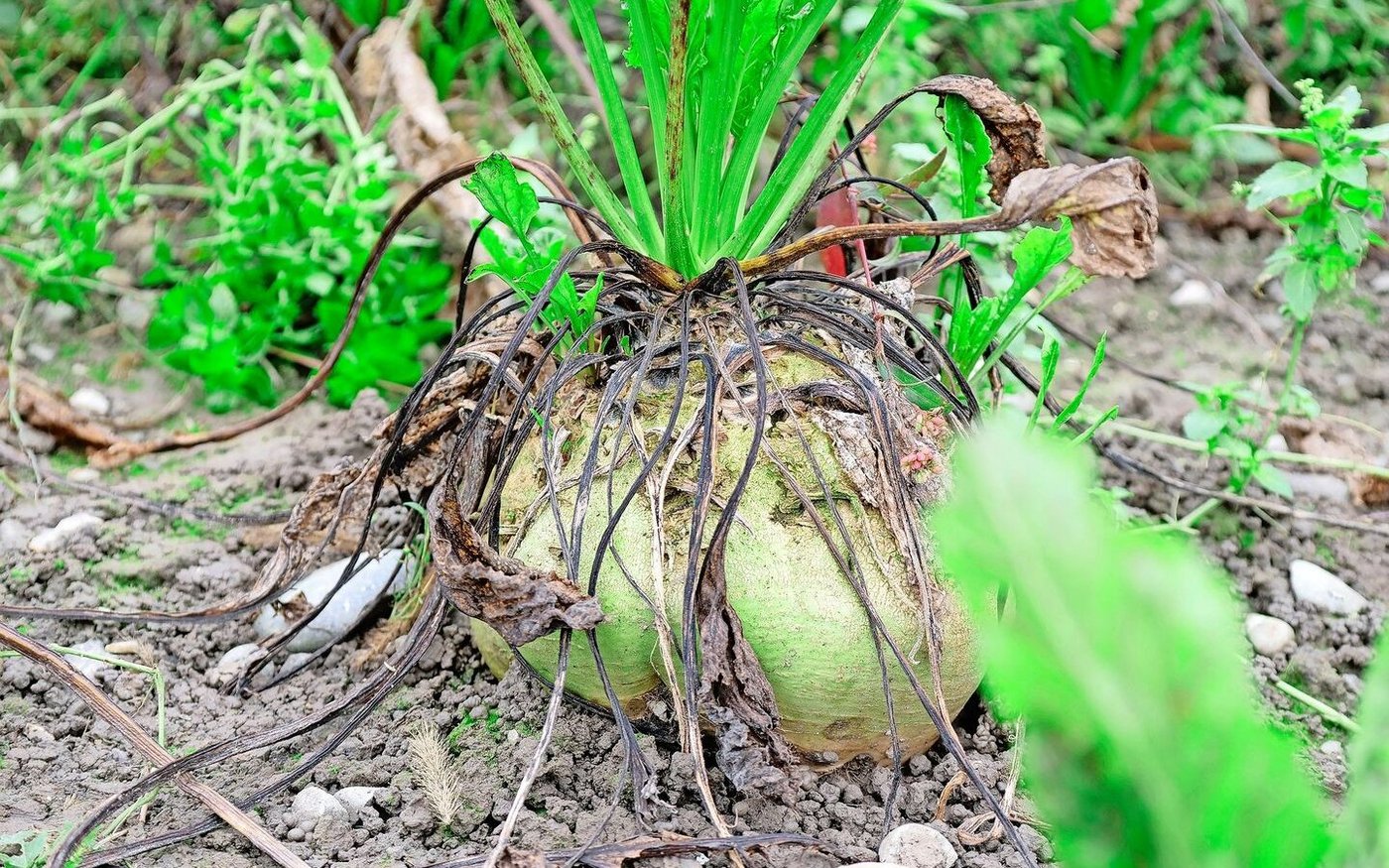 Hierzulande tritt – im Gegensatz zu Deutschalnd – bisher keine Kombination von SBR und Stobur auf. 