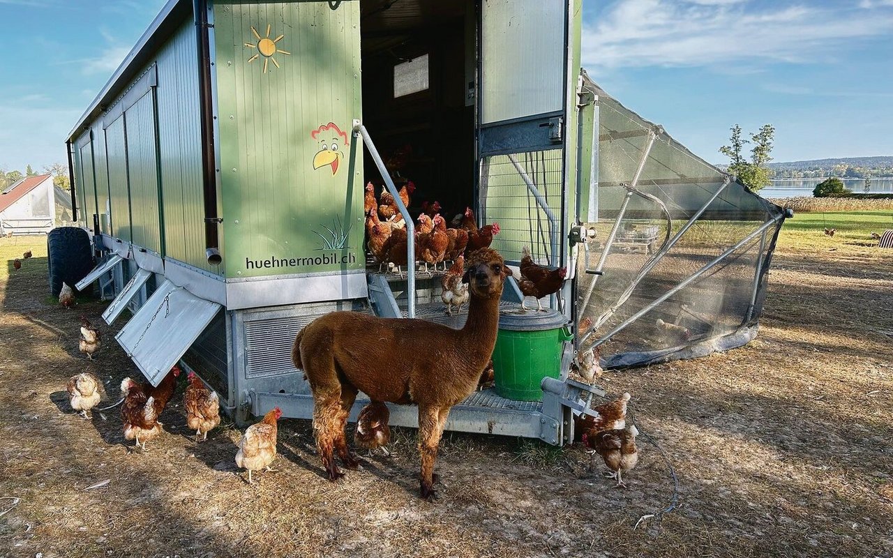Seit Zollingers Alpakas die Hühner bewachen, haben sie keine Probleme mit Füchsen – zumal sich Hühner und Alpakas gut an einander gewöhnt haben. 
