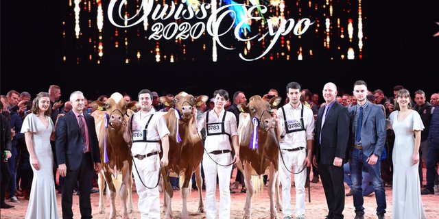 Grand Championwahl (v. l. n. r.): Absolute Tochter Zaia von Etienne und Anthony Genoud aus Châtel-St-Denis FR; Reserve  C P P Armani Rxana von Piller Holstein aus La Roche FR.  Drittplatzierte Majoric Absolute Armenya von Majoric Holstein aus Rueyres-Treyfayes FR. (Bilder Cowsmopolitan)