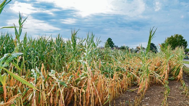 Dürreperioden können zu Ertragsausfällen führen. Die Agrarversicherer reagieren auf diese Problematik mit ergänzenden Versicherungsprodukten. (Bild BauZ)
