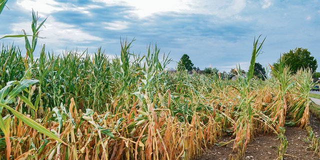 Dürreperioden können zu Ertragsausfällen führen. Die Agrarversicherer reagieren auf diese Problematik mit ergänzenden Versicherungsprodukten. (Bild BauZ)