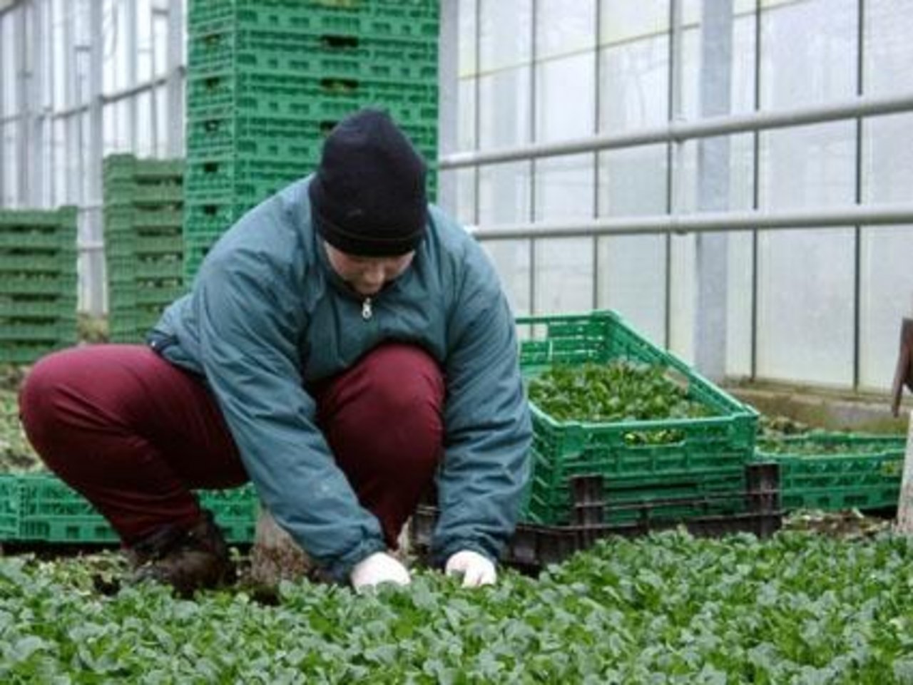 Die Wirtschaftsverbände befürchten bei einer Annahme der Initiative «fatale Konsequenzen» für den Schweizer Arbeitsmarkt. In der Schweizer Landwirtschaft werden vor allem im Gemüsebau ausländische Arbeitskräfte eingesetzt. (Bild: SBV)