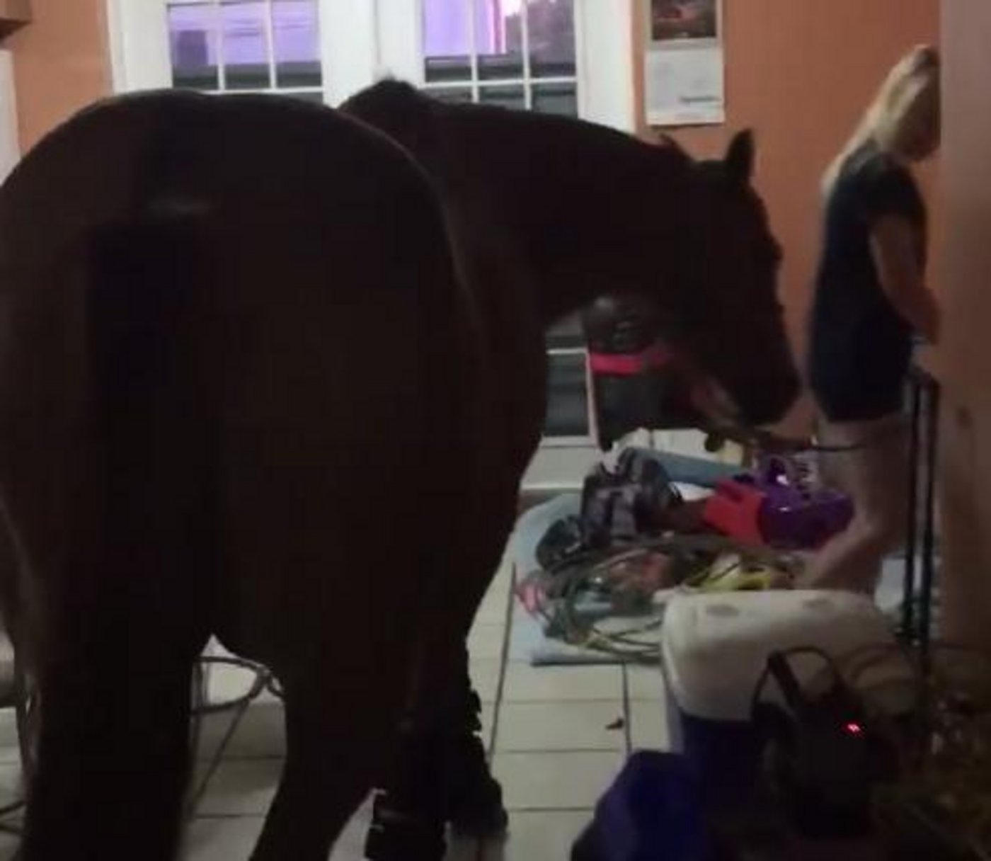 Eines der Pferde wird durch die Wohnung in Sicherheit geführt. (Bild Screenshot Georgia Mott/Facebook)
