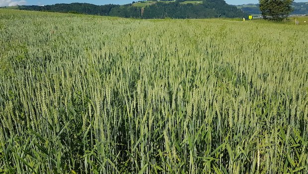 Weder bei den Richtpreisen für Brot- noch jenen für Futtergetreide gibt es 2020 Anpassungen bei Swiss Granum. (Bild zVg)