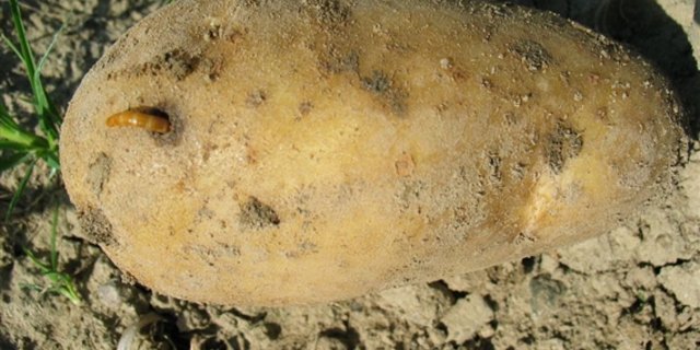 Der Drahtwurm ist robust: Die Larve des Ackerschnellkäfers kann ein Jahr ohne Futter und Wasser auskommen. (Bild FiBL, Hansueli Dierauer). 