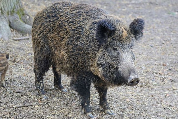 Wildschweine können das für Menschen ungefährliche Virus verschleppen. Die grösste Gefahr einer Einschleppung besteht aber durch Fleischabfälle. (Symbolbild Pixabay)