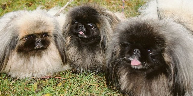 die Spaziergänge im Freien.