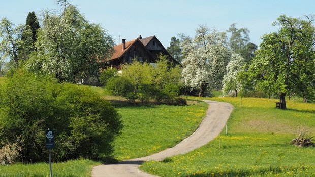 Steht momentan in voller Blütenpracht: Urs Streulis Obstgarten oberhalb des Zürichsees in Horgen. (Bilder Christian Weber)