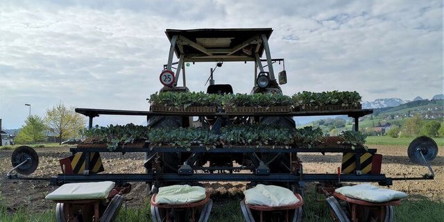 In den Kalenderwochen 17 und 19 wird auf dem «Hof am Stutz» jeweils Kabis gesetzt. Auf der Setzmaschine haben 4 Helfer Platz, die die Setzlinge in einen vorbereiteten Spalt im Boden fallen lassen. (Bild mg)